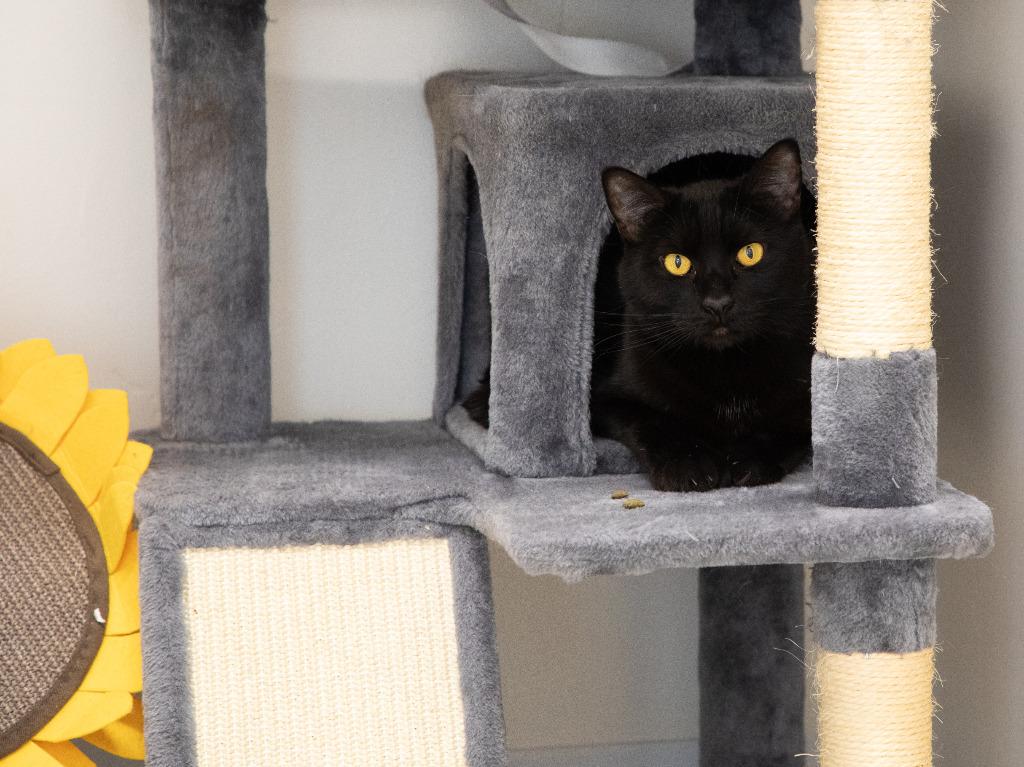 Enlarge Chip, a Adoptable Extra-Toes Cat / Hemingway Polydactyl in Napa, CA image 4/5