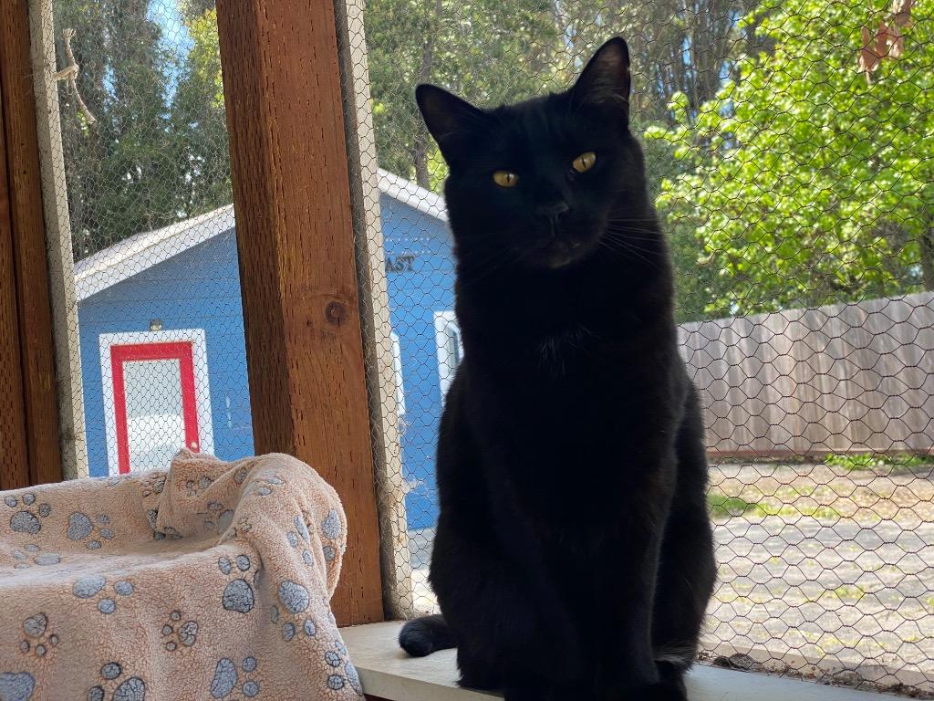 Enlarge Chip, a Adoptable Extra-Toes Cat / Hemingway Polydactyl in Napa, CA image 5/5