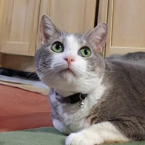 Enlarge Cannoli, a Adoptable Domestic Short Hair in Charleston, SC image 5/6