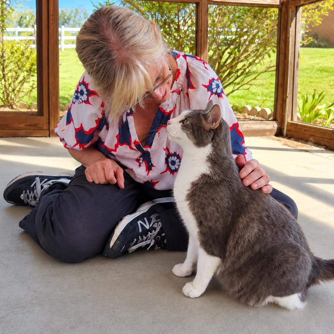 Enlarge Cannoli, a Adoptable Domestic Short Hair in Charleston, SC image 3/6