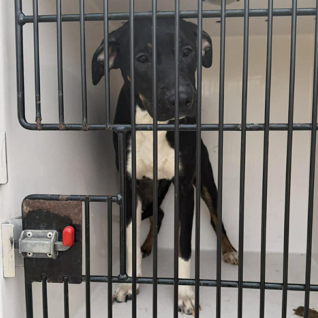 Enlarge Tegan, a Adoptable mixed breed in Shinnston, WV image 1/3