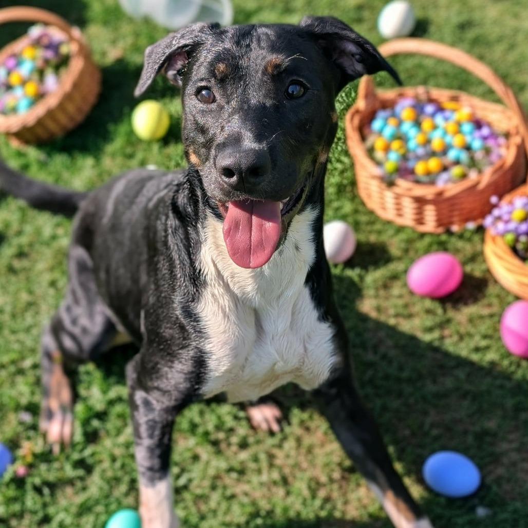 Enlarge Tegan, a Adoptable mixed breed in Shinnston, WV image 2/3
