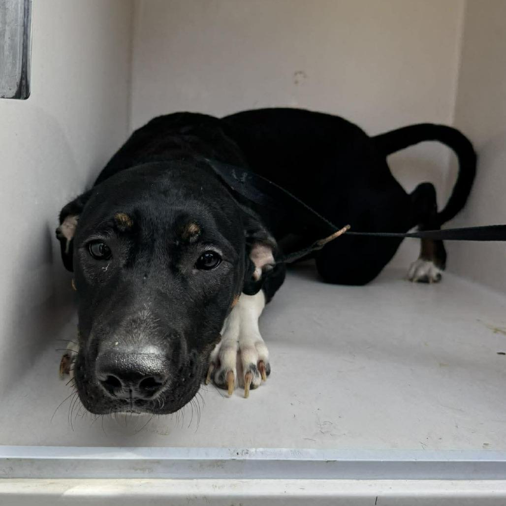 Enlarge Tegan, a Adoptable mixed breed in Shinnston, WV image 3/3