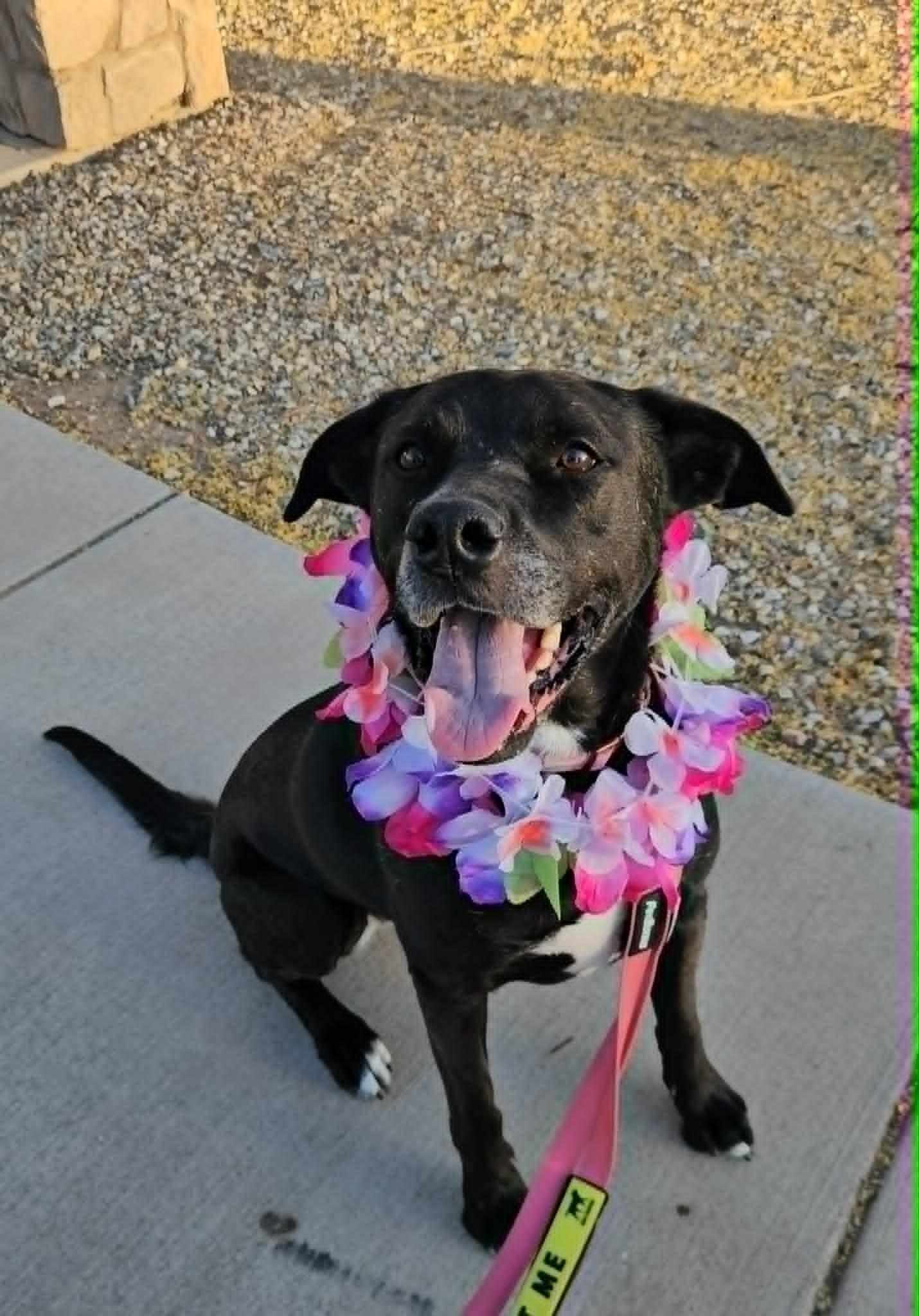 TENNIS, Adoptable, Adult Female Labrador Retriever & Pit Bull Terrier.