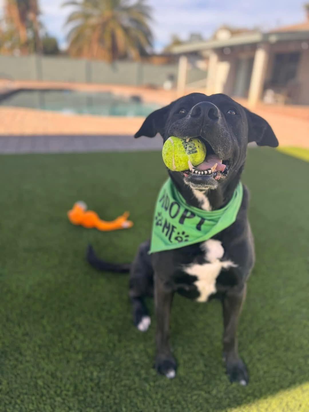 Enlarge TENNIS, a Adoptable mixed breed in Chandler, AZ image 1/3