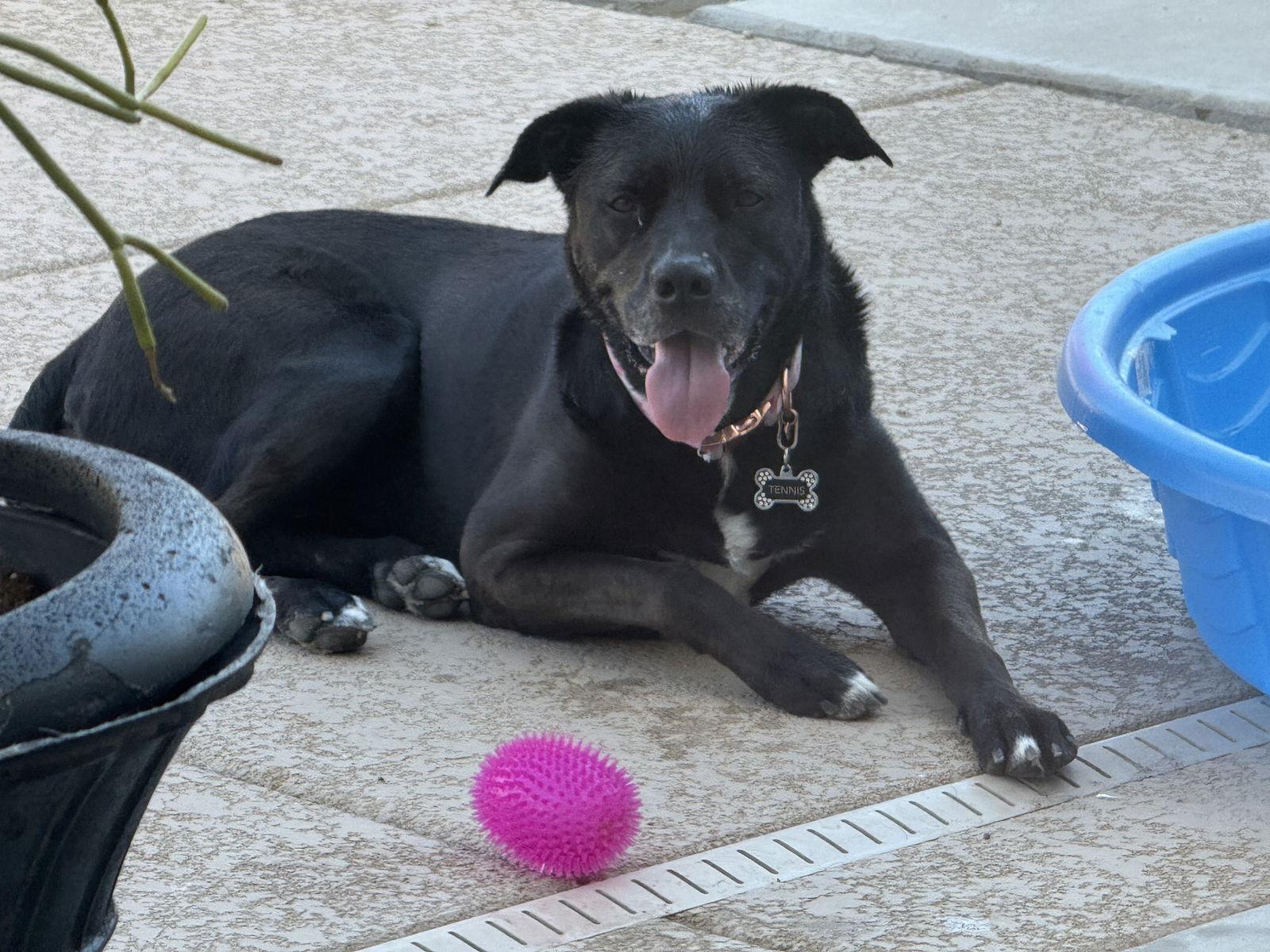 Enlarge TENNIS, a Adoptable mixed breed in Chandler, AZ image 2/3