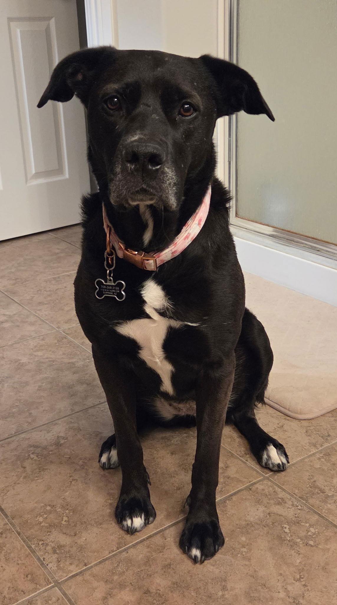 Enlarge TENNIS, a Adoptable mixed breed in Chandler, AZ image 3/3