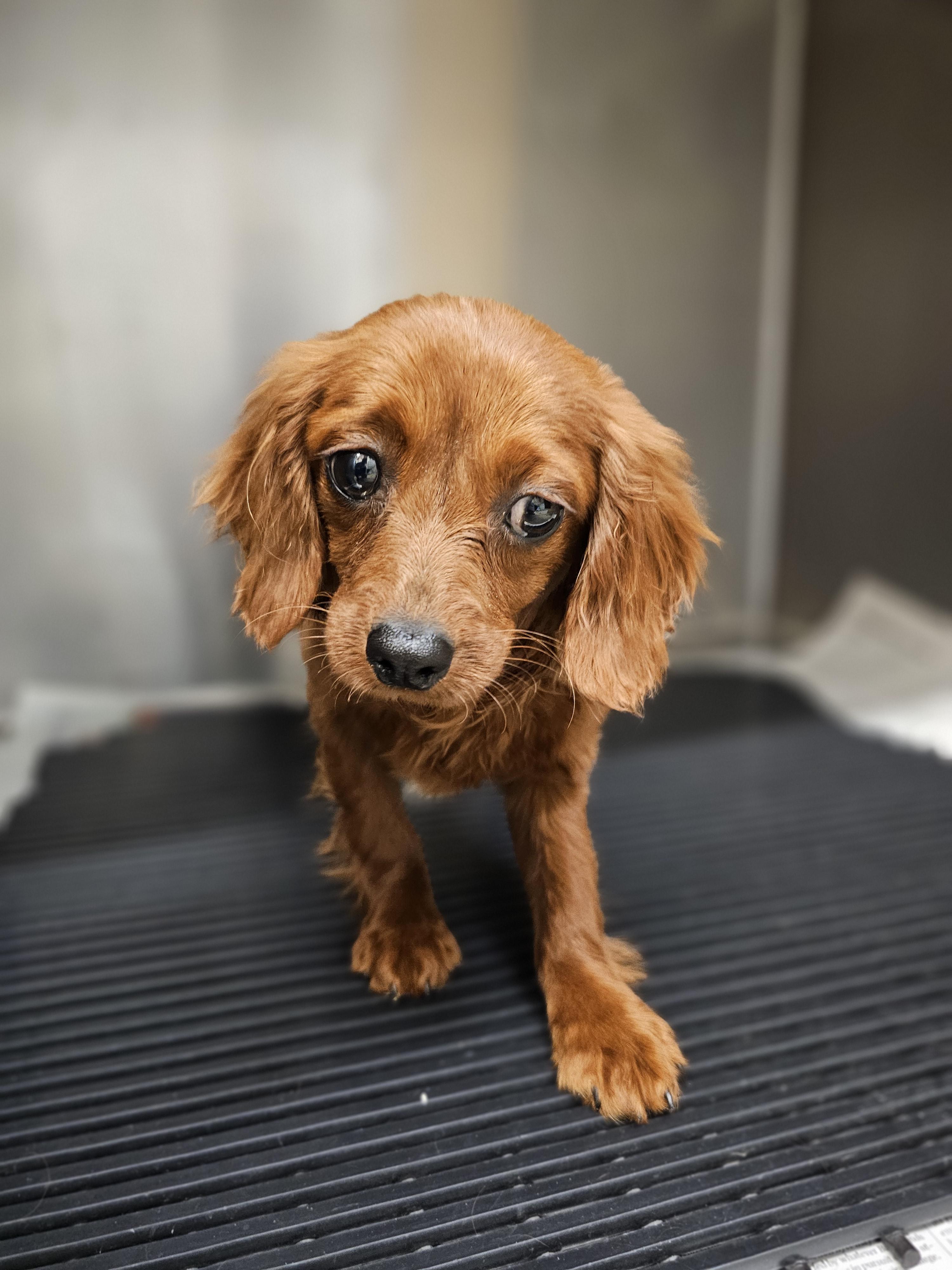 Frederick , ADOPTABLE, Young Male Cavapoo.