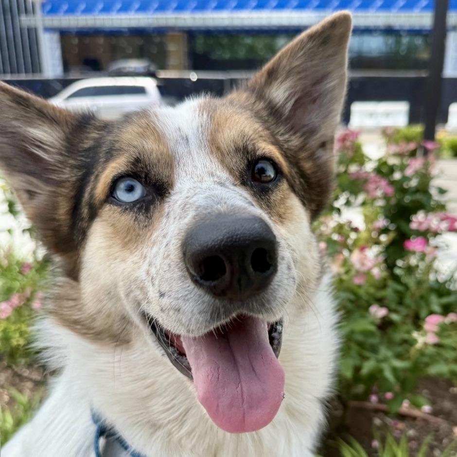 Henry, Adoptable, Adult Male Australian Shepherd & Mixed Breed.