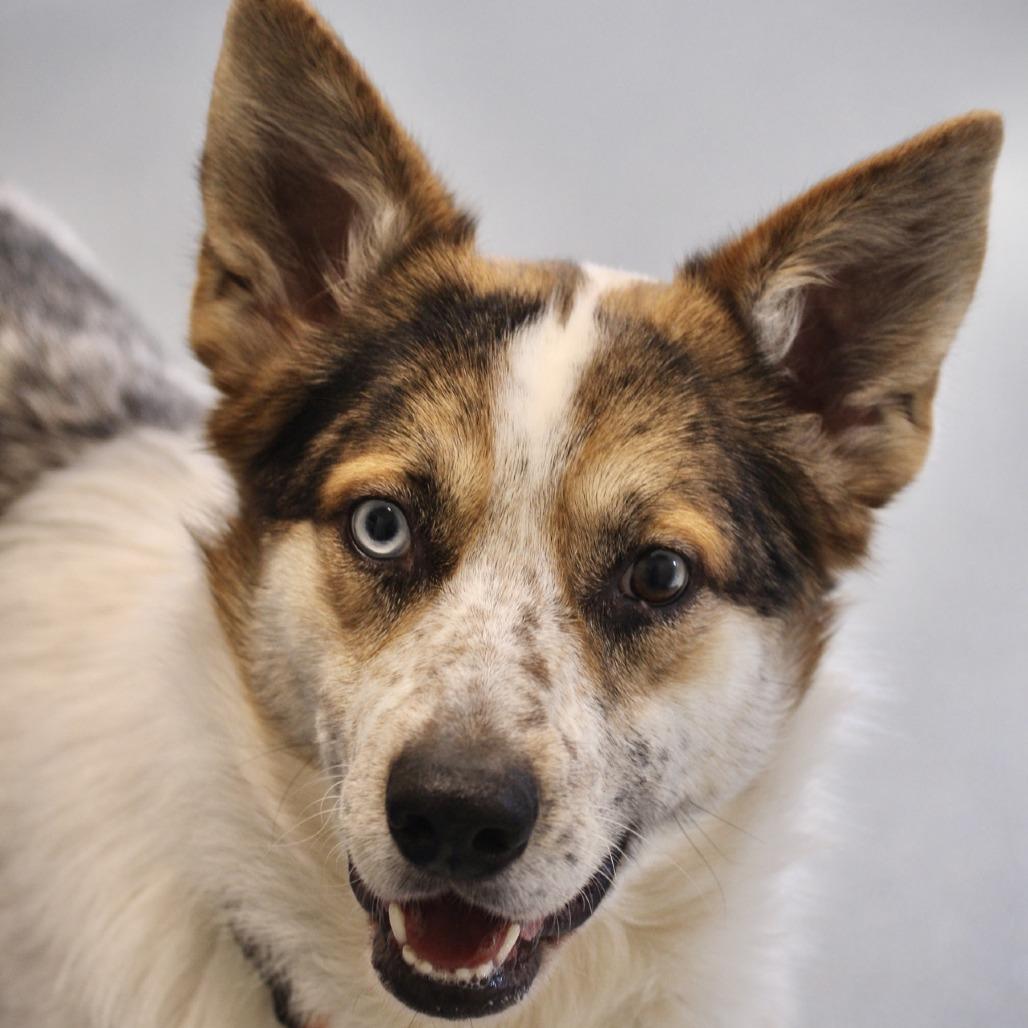 Henry, Adoptable, Adult Male Australian Shepherd.