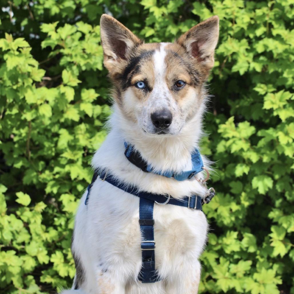Henry, a Adoptable mixed breed in Briarcliff Manor, NY image 2/4