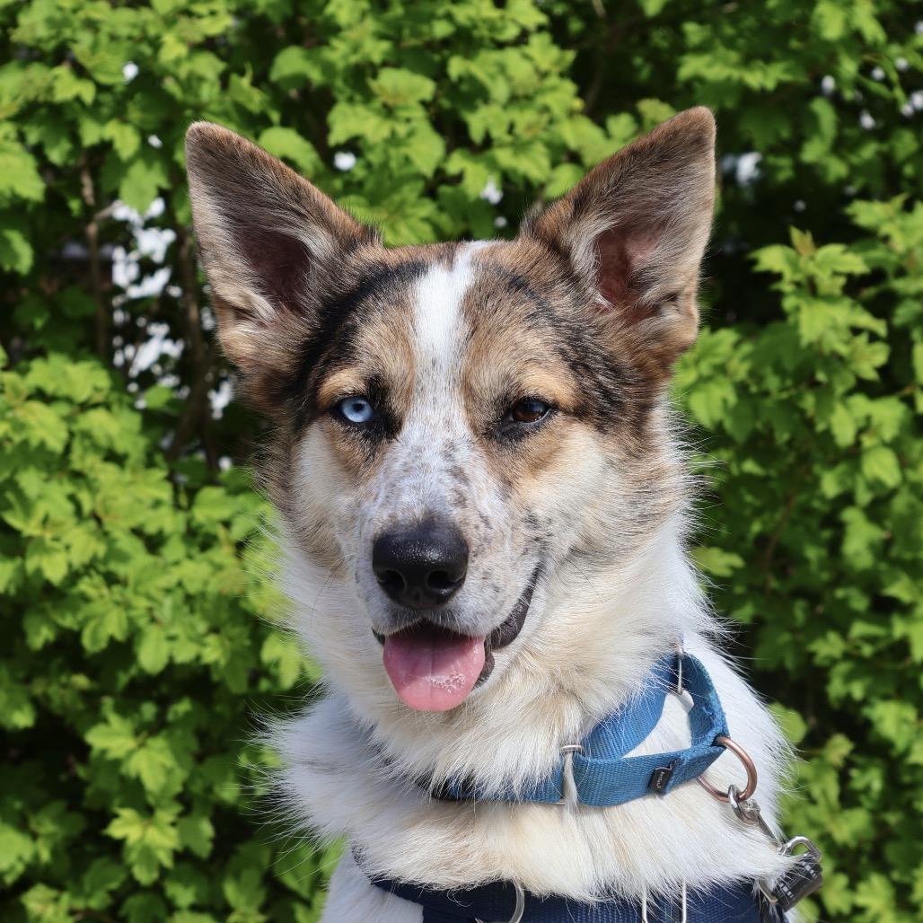 Henry, a Adoptable mixed breed in Briarcliff Manor, NY image 3/4