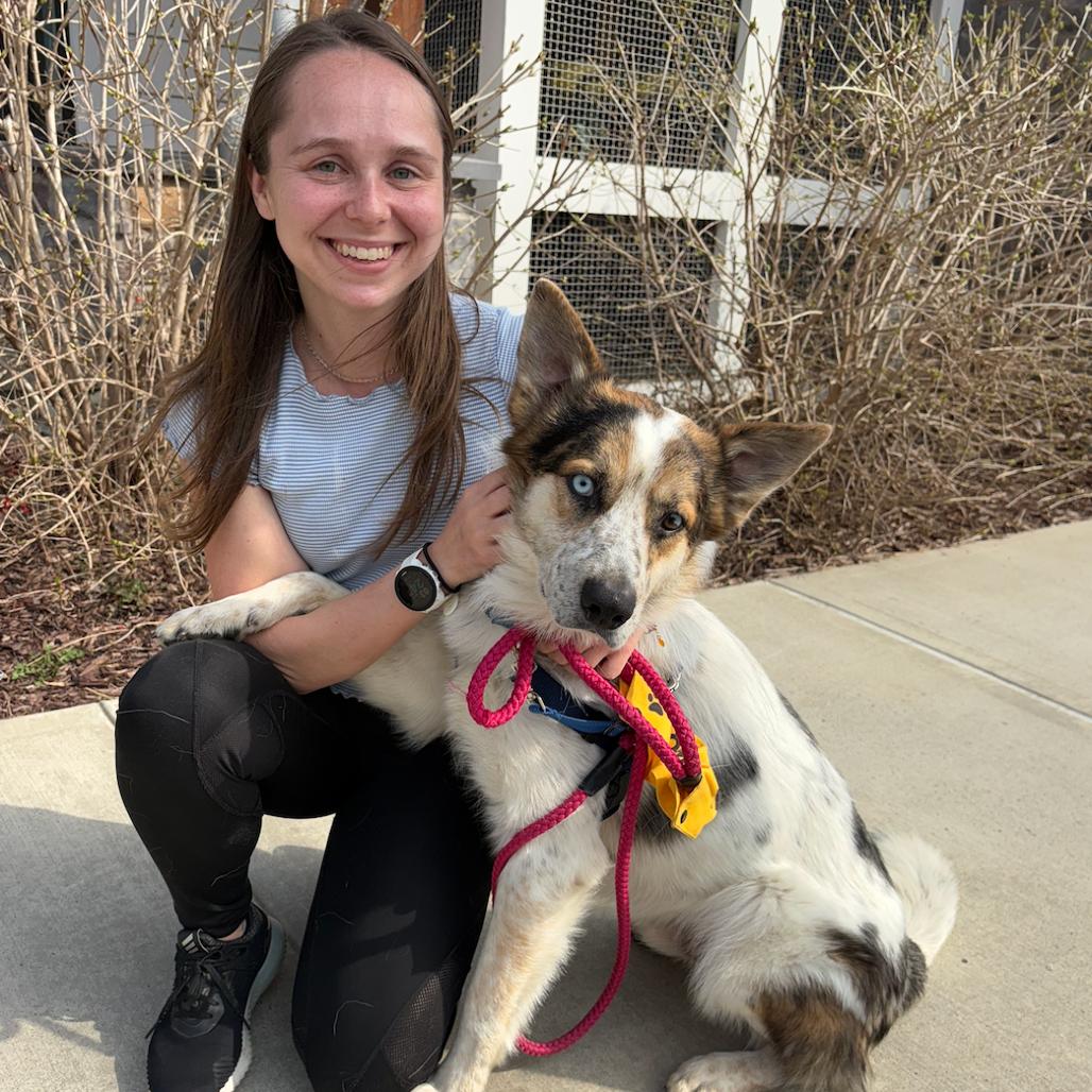 Enlarge Henry, a Adoptable Australian Shepherd in Briarcliff Manor, NY image 2/2