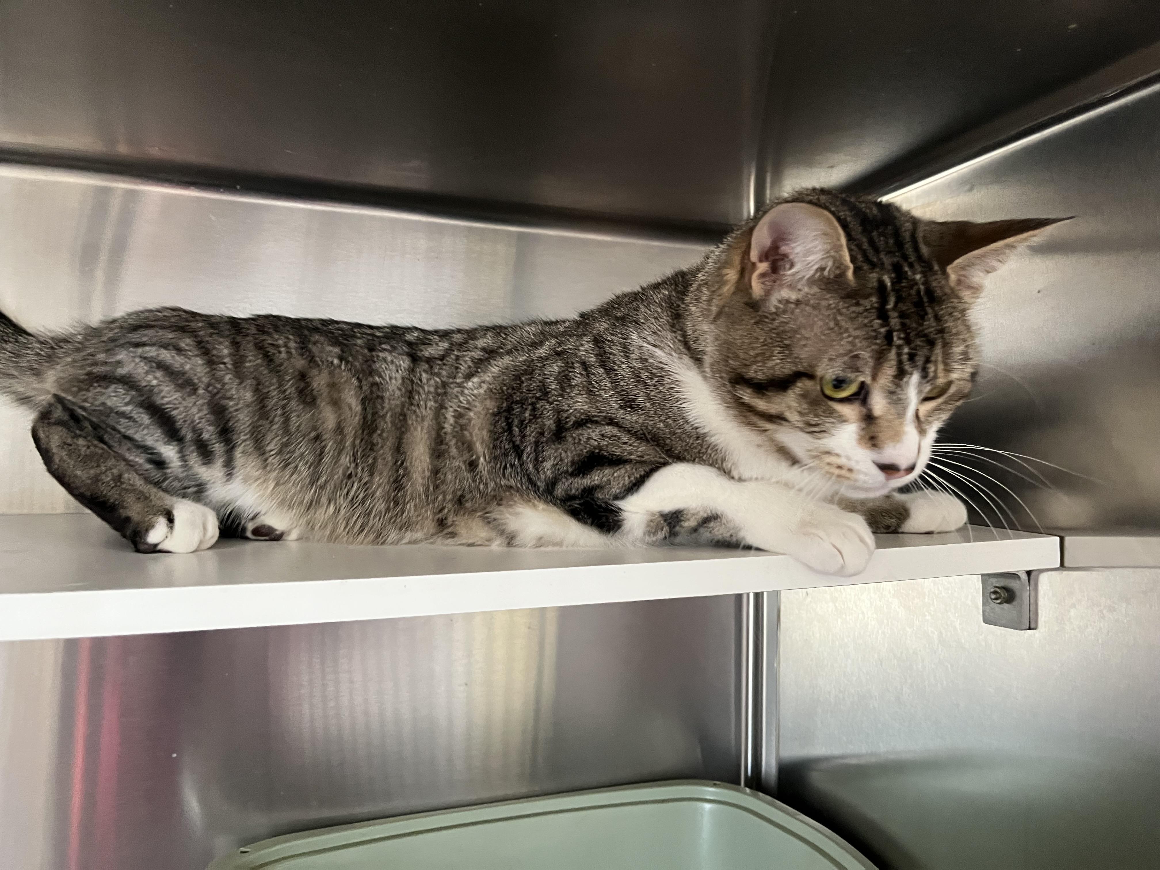 Buddy Shewman (sweet boy who loves pets!)