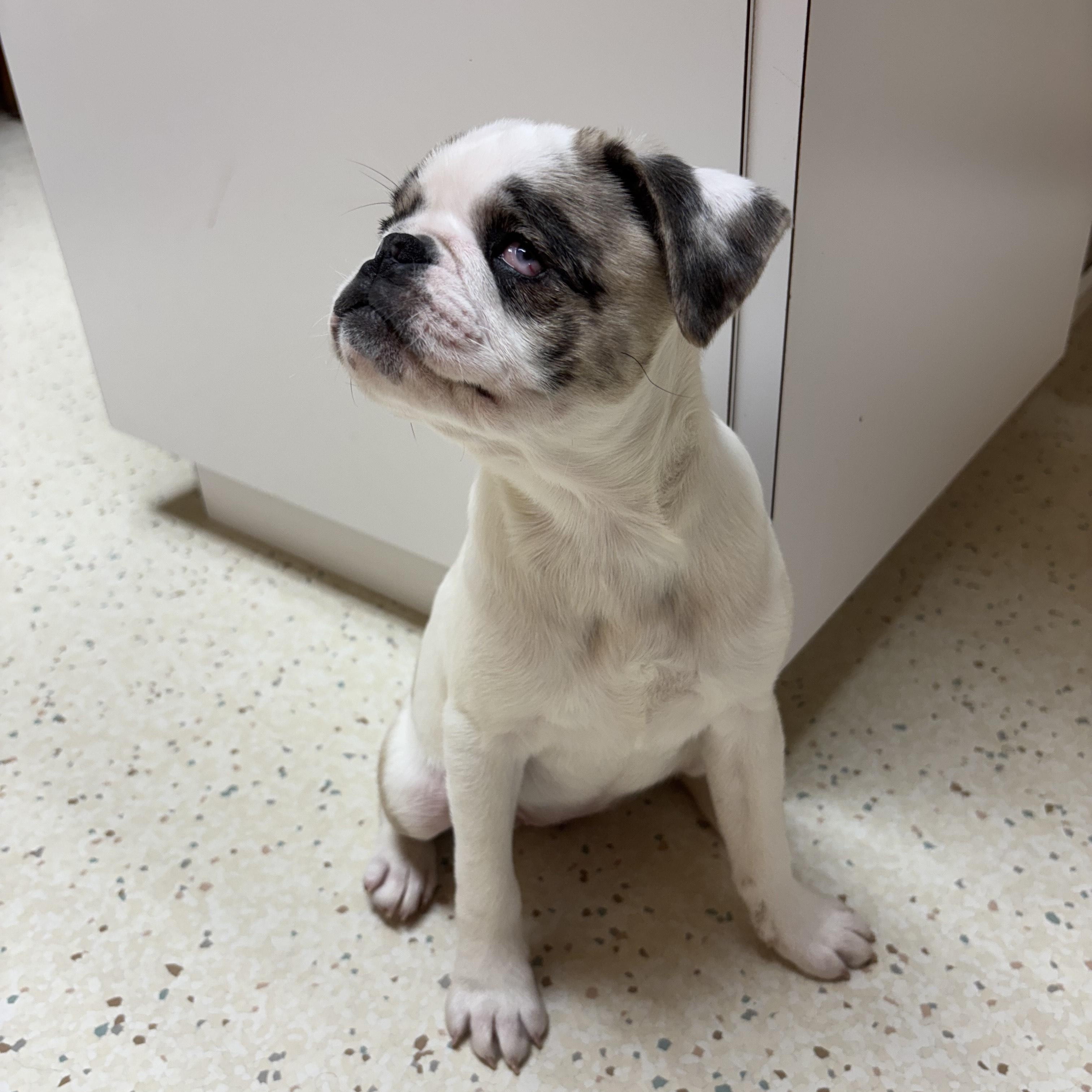 Bing (PA) adoption pending!, Adopted, Puppy Female Pug & French Bulldog.