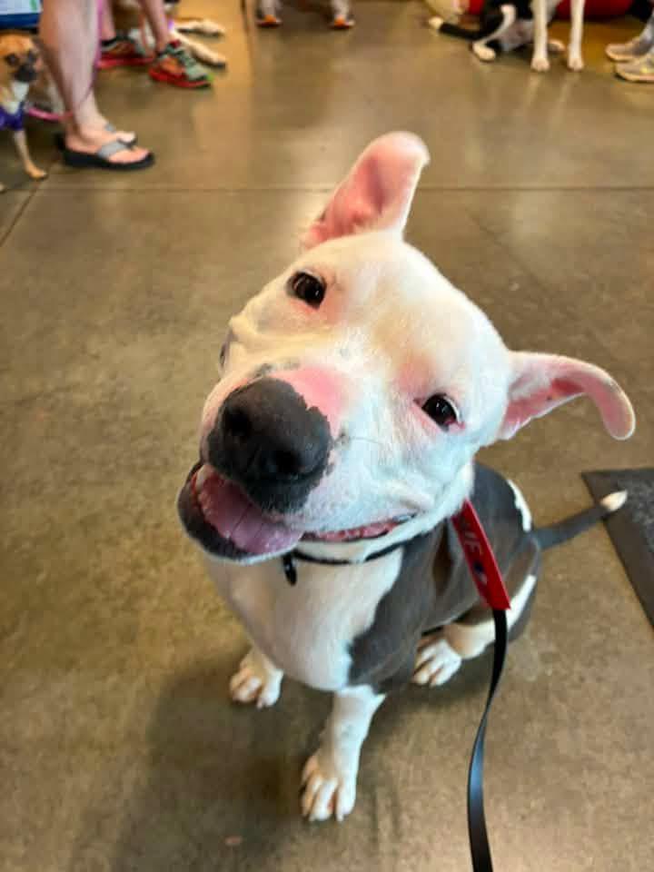 Enlarge Manny, a ADOPTABLE mixed breed in Manhattan, KS image 1/6
