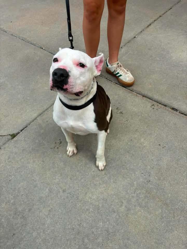 Enlarge Manny, a ADOPTABLE mixed breed in Manhattan, KS image 3/6
