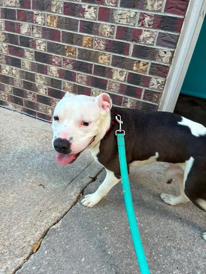 Enlarge Manny, a ADOPTABLE mixed breed in Manhattan, KS image 6/6