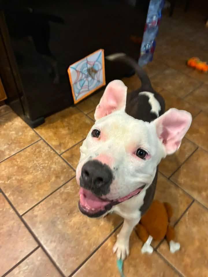 Enlarge Manny, a ADOPTABLE mixed breed in Manhattan, KS image 4/6