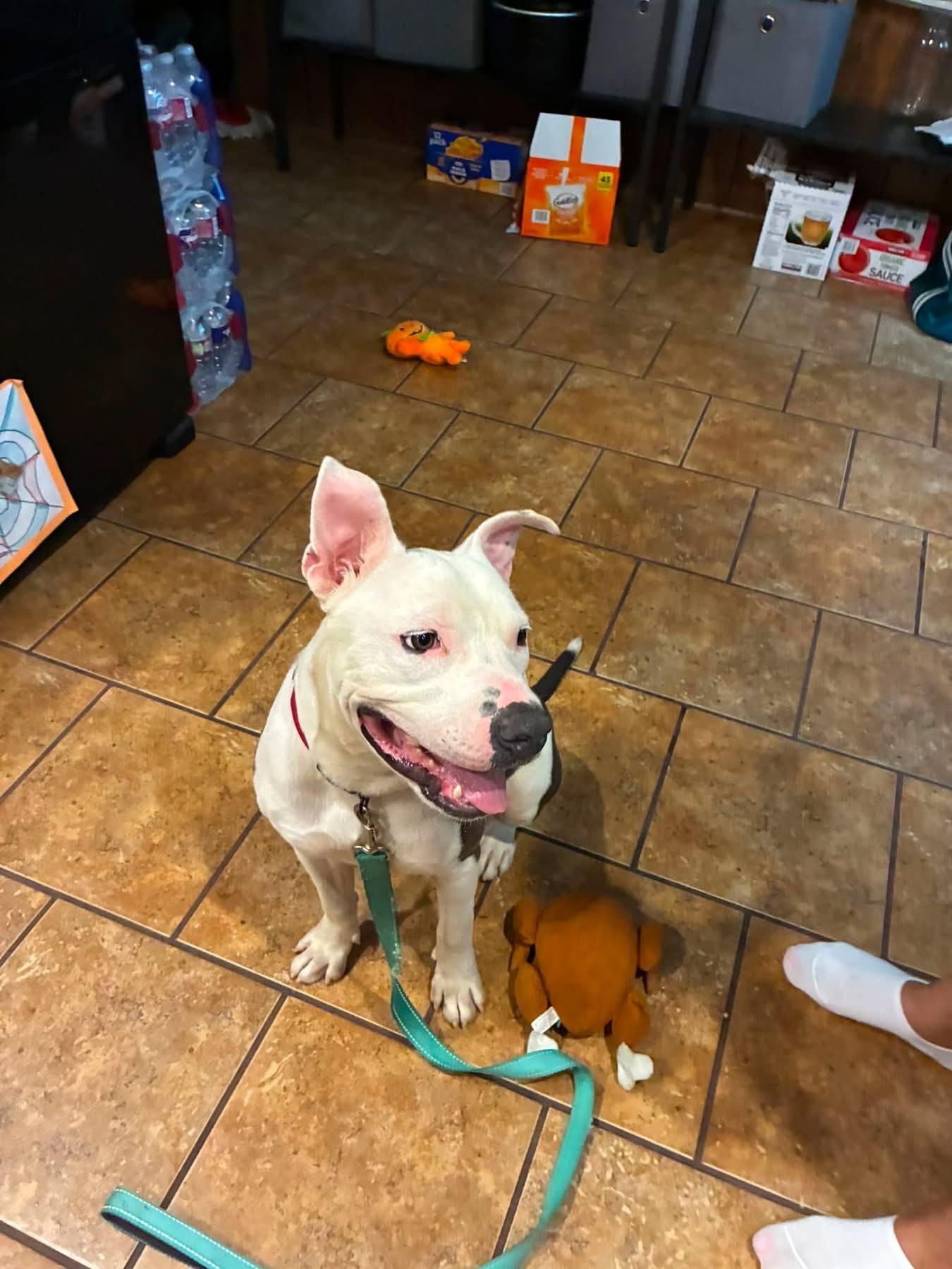 Enlarge Manny, a ADOPTABLE mixed breed in Manhattan, KS image 5/6