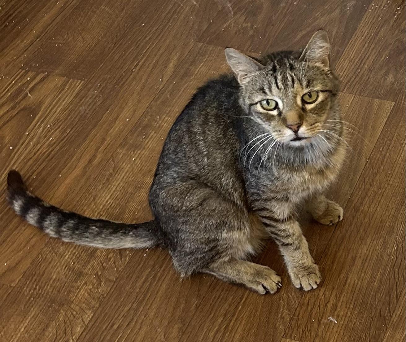 Grandpa Zak, Adoptable, Senior Male Domestic Short Hair.