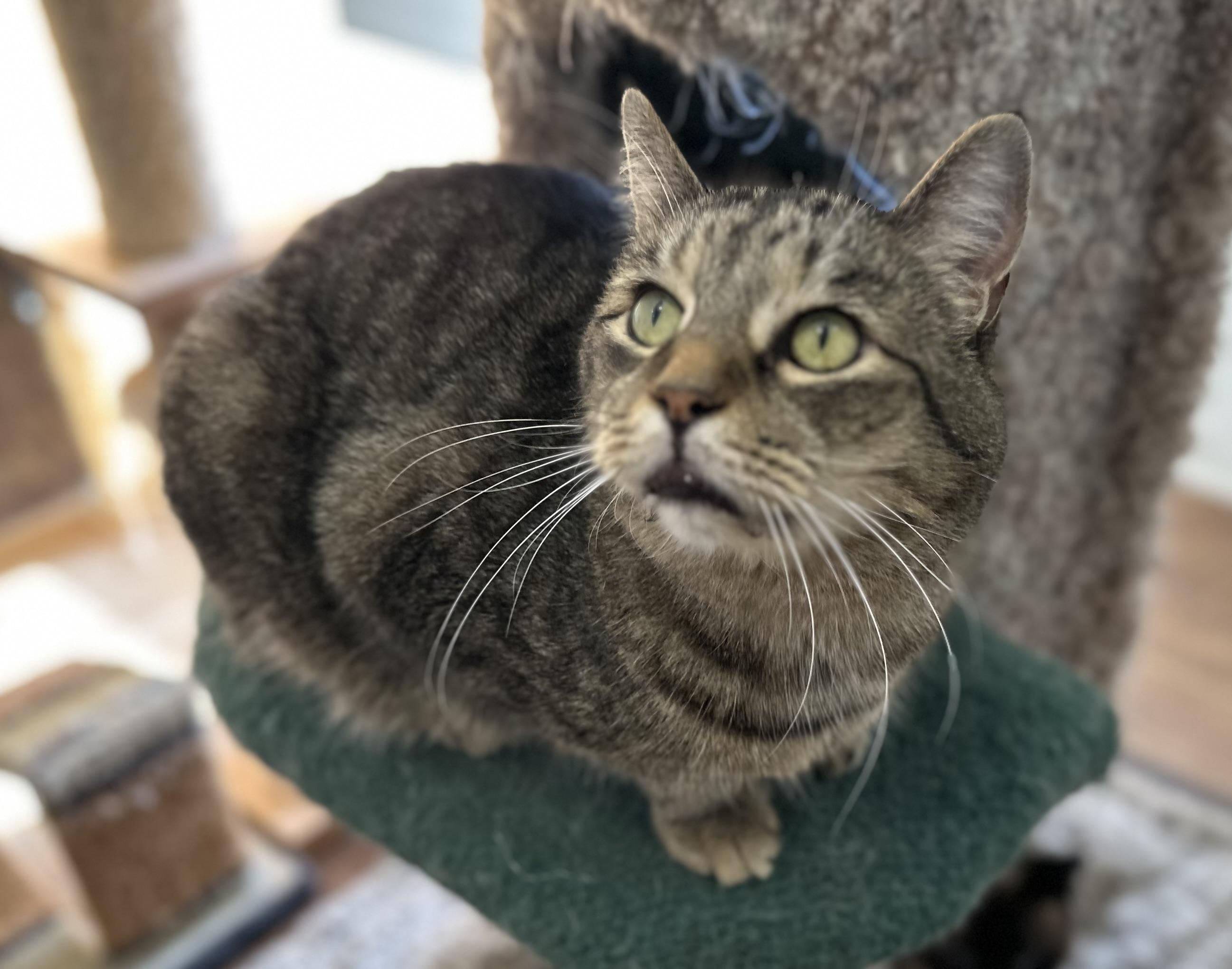 Grandpa Zak, Adoptable, Senior Male Domestic Short Hair.