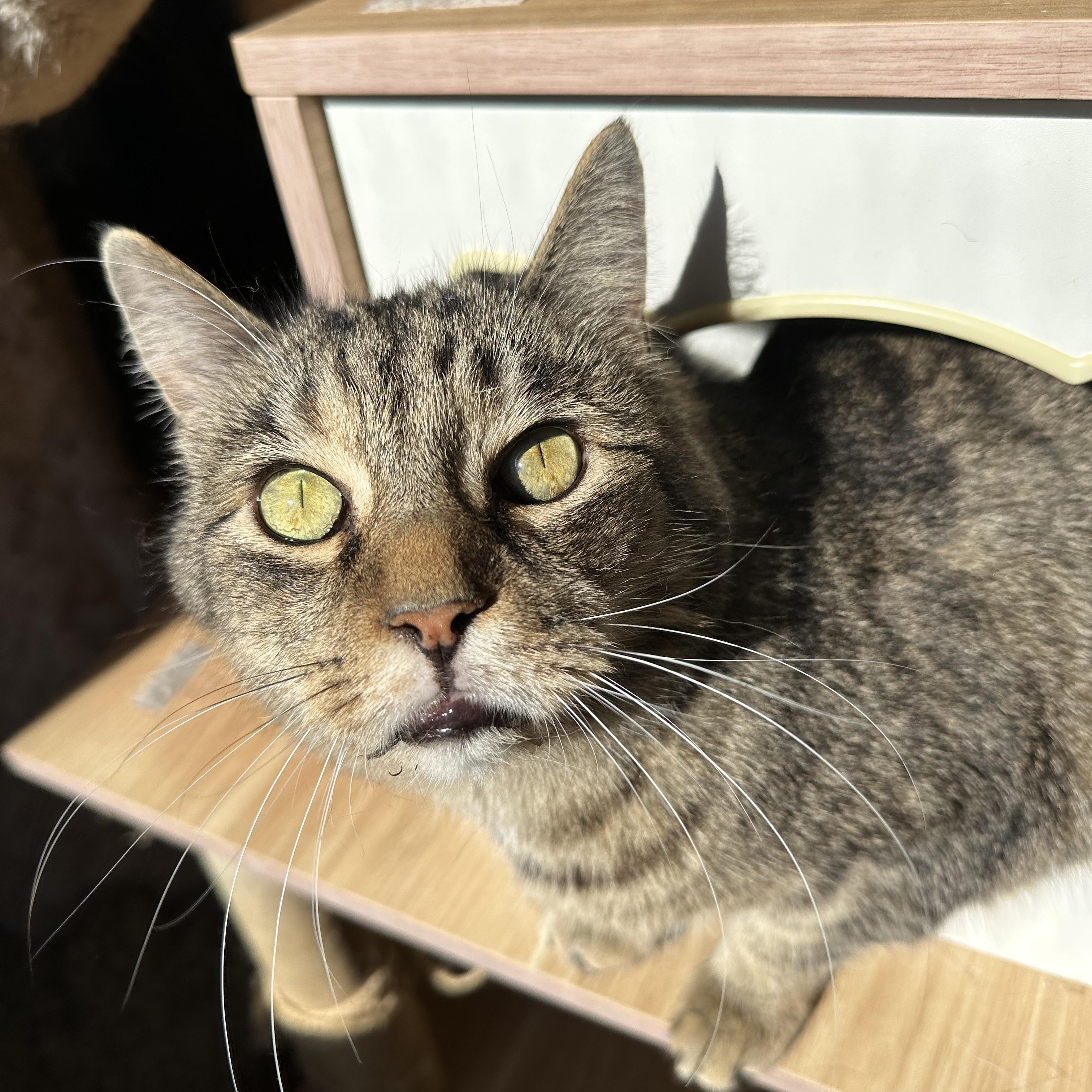 Enlarge Grandpa Zak, a Adoptable mixed breed in Lawrenceville, GA image 4/4