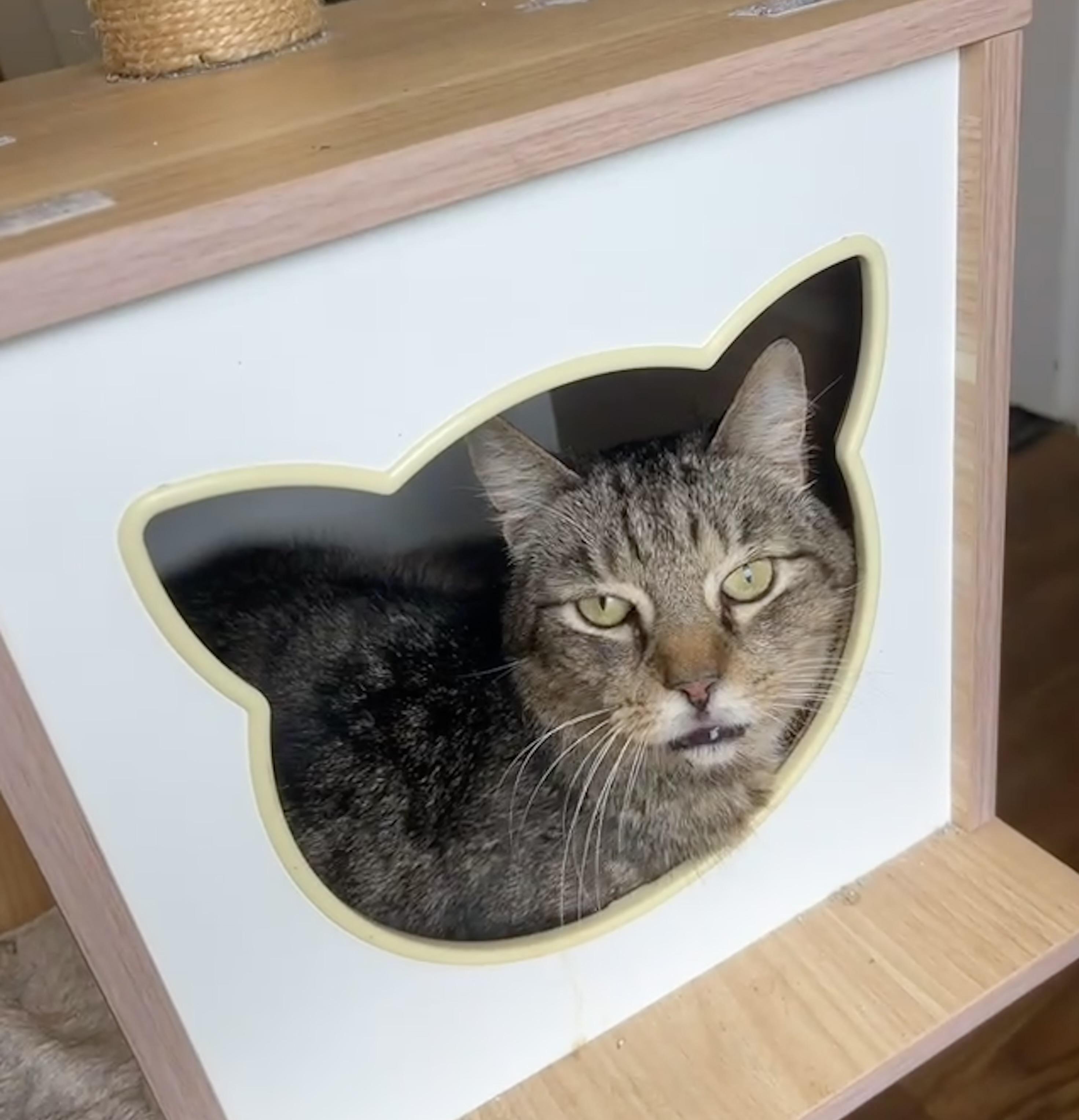 Grandpa Zak, a Adoptable mixed breed in Lawrenceville, GA image 2/2