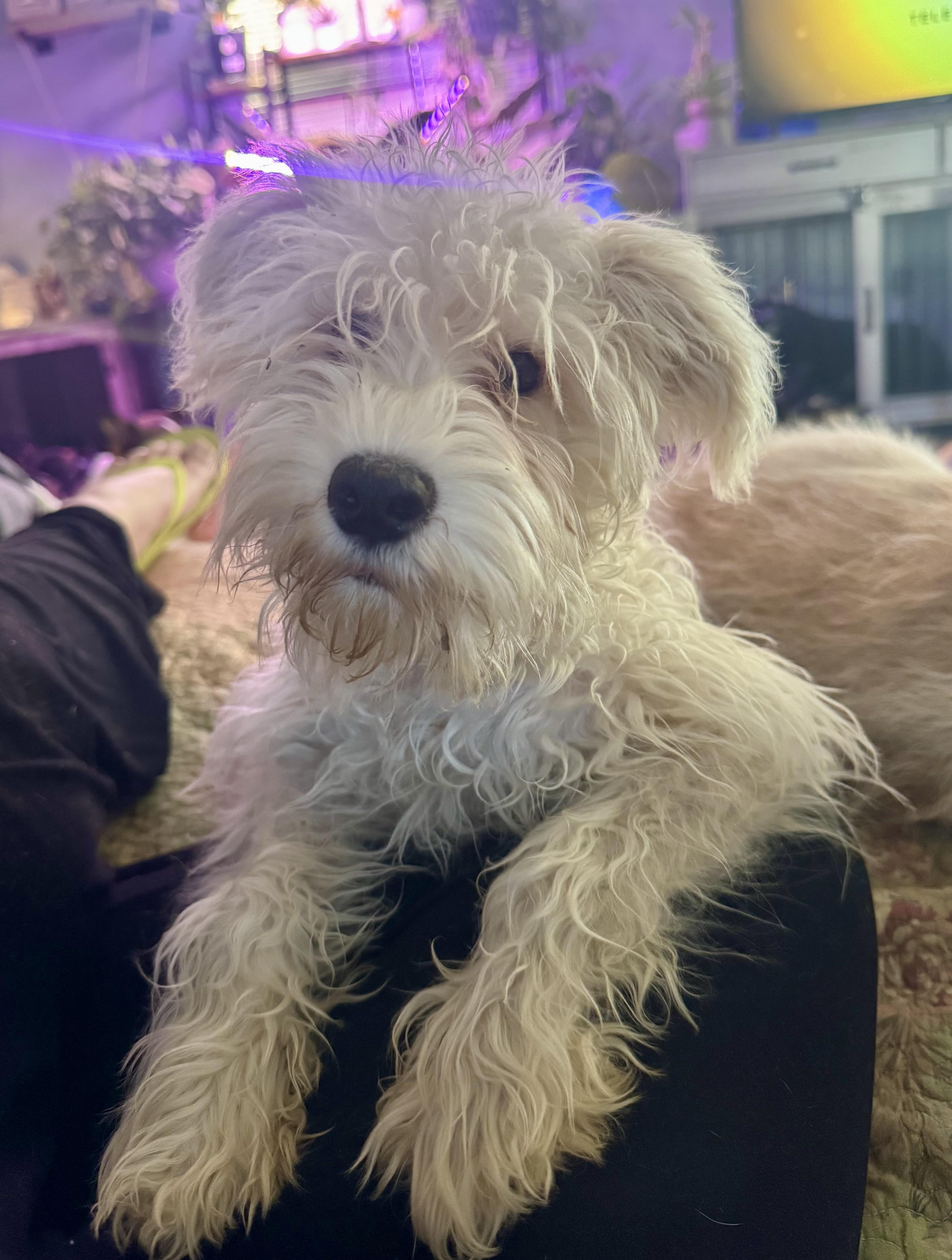 Enlarge Ollie, a Adoptable Schnoodle in Washington, MO image 2/4