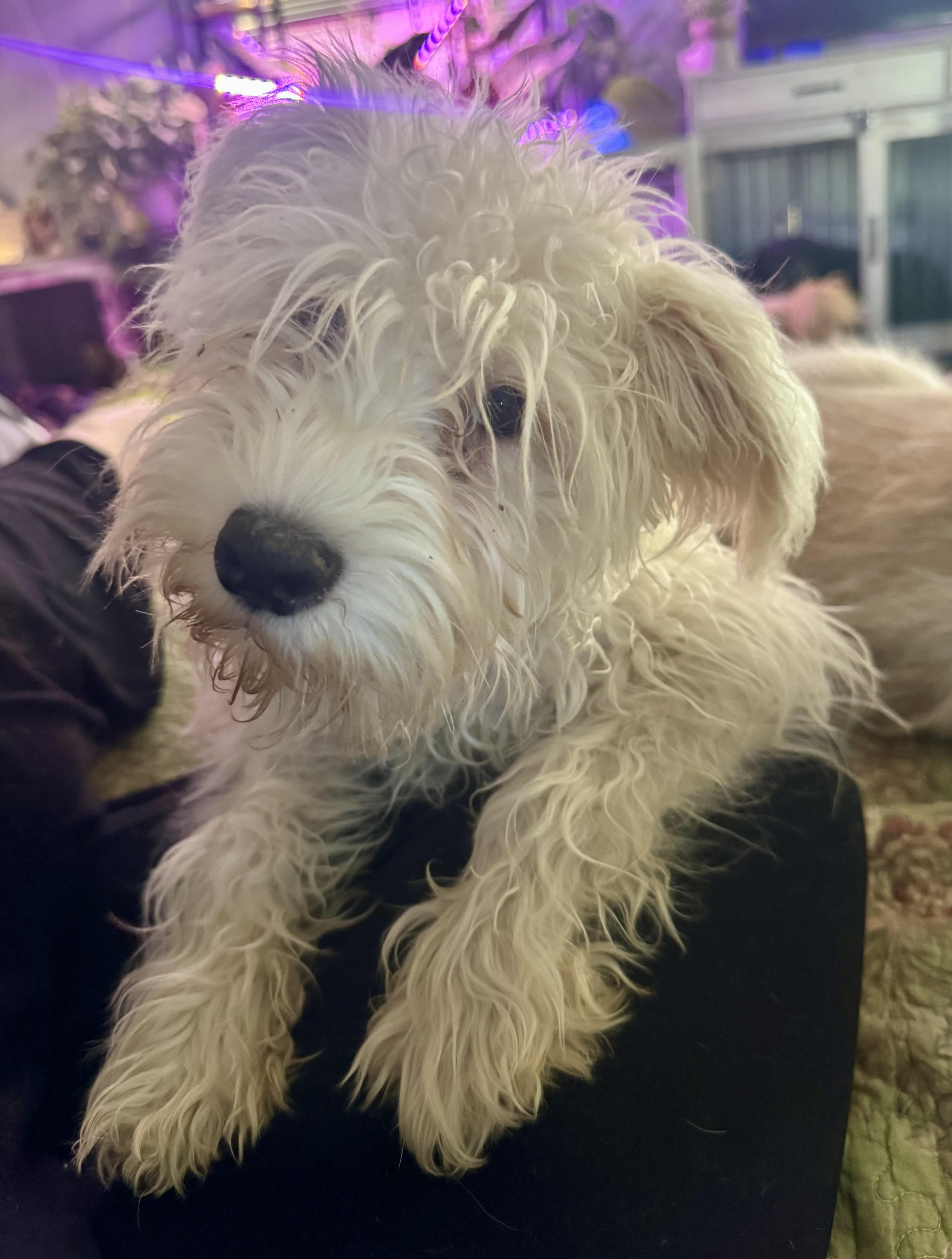 Enlarge Ollie, a Adoptable Schnoodle in Washington, MO image 3/4