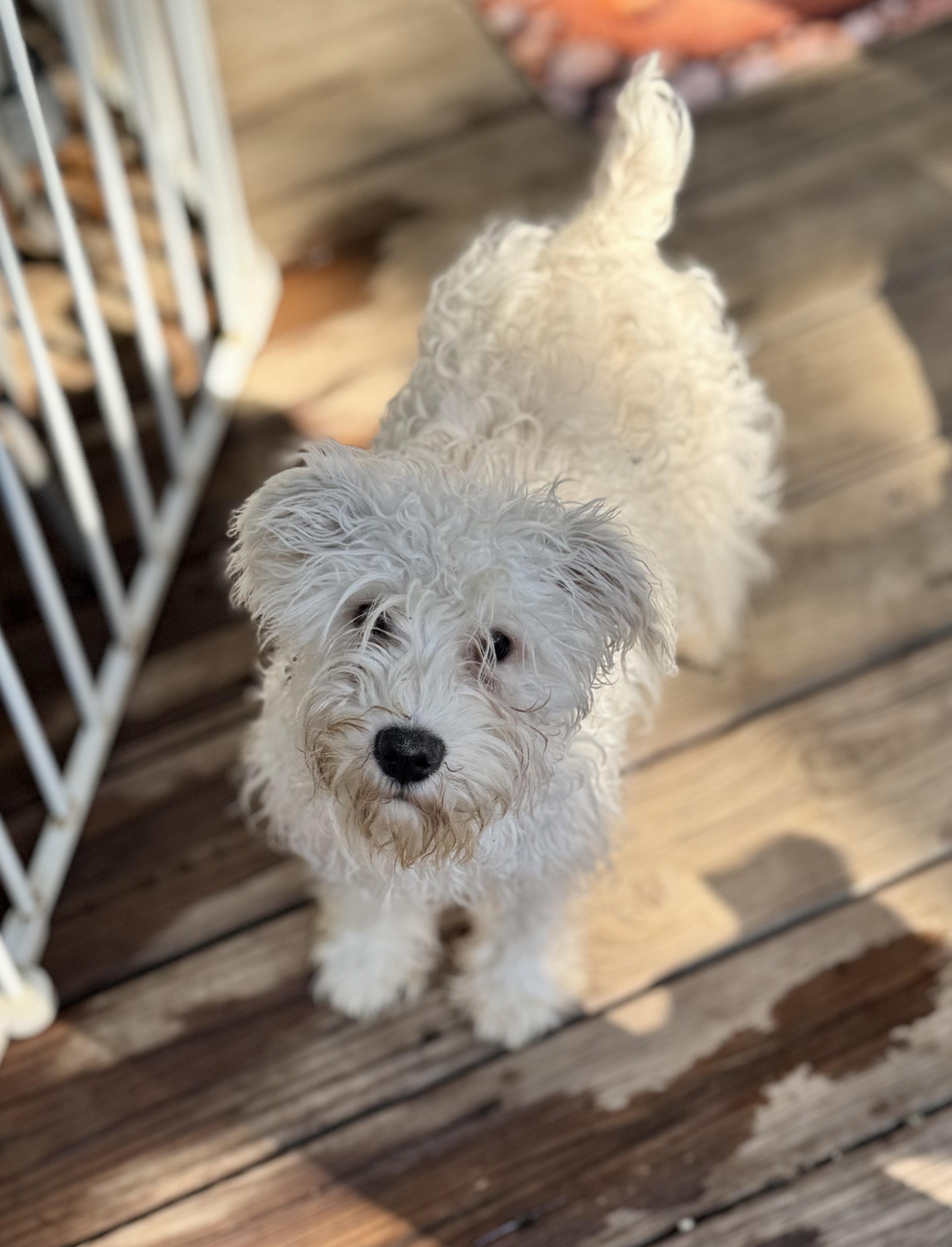 Enlarge Ollie, a Adoptable Schnoodle in Washington, MO image 1/4