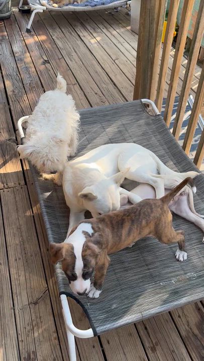 Enlarge Ollie, a Adoptable Schnoodle in Washington, MO video 4/4