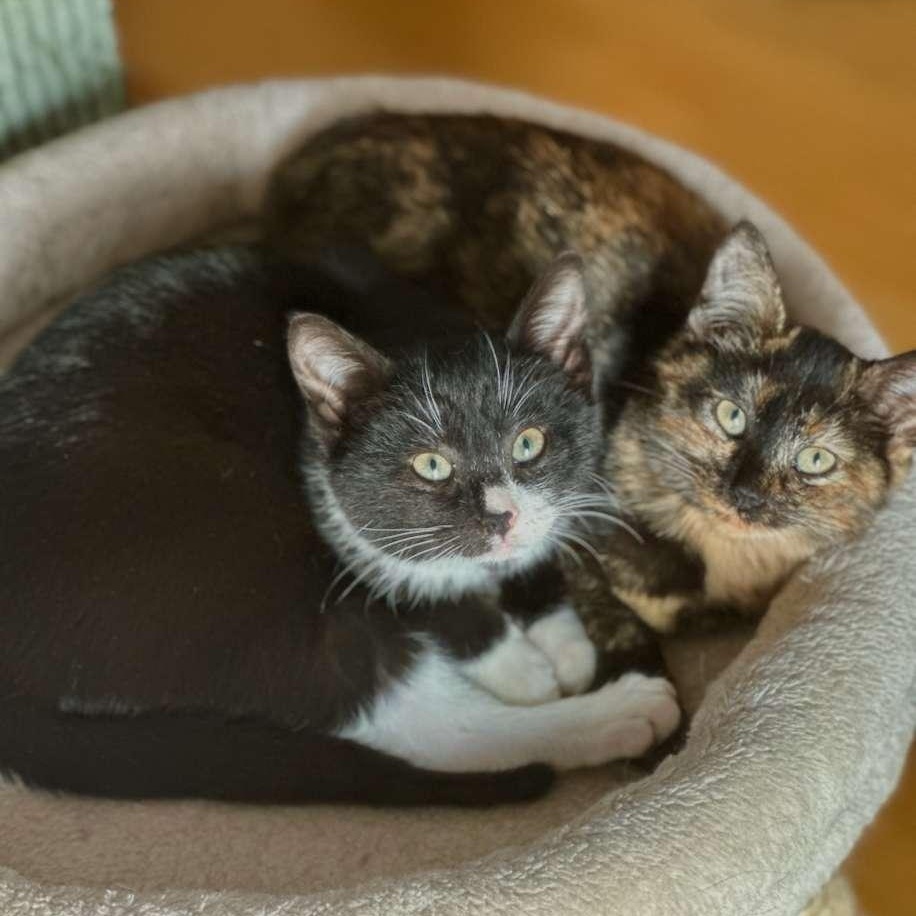 Enlarge Chantilly, a Adoptable Tortoiseshell in Astoria, NY image 2/6