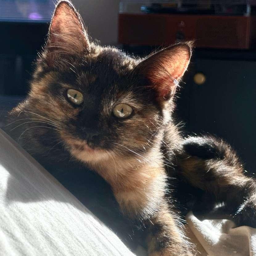 Enlarge Chantilly, a Adoptable Tortoiseshell in Astoria, NY image 1/6