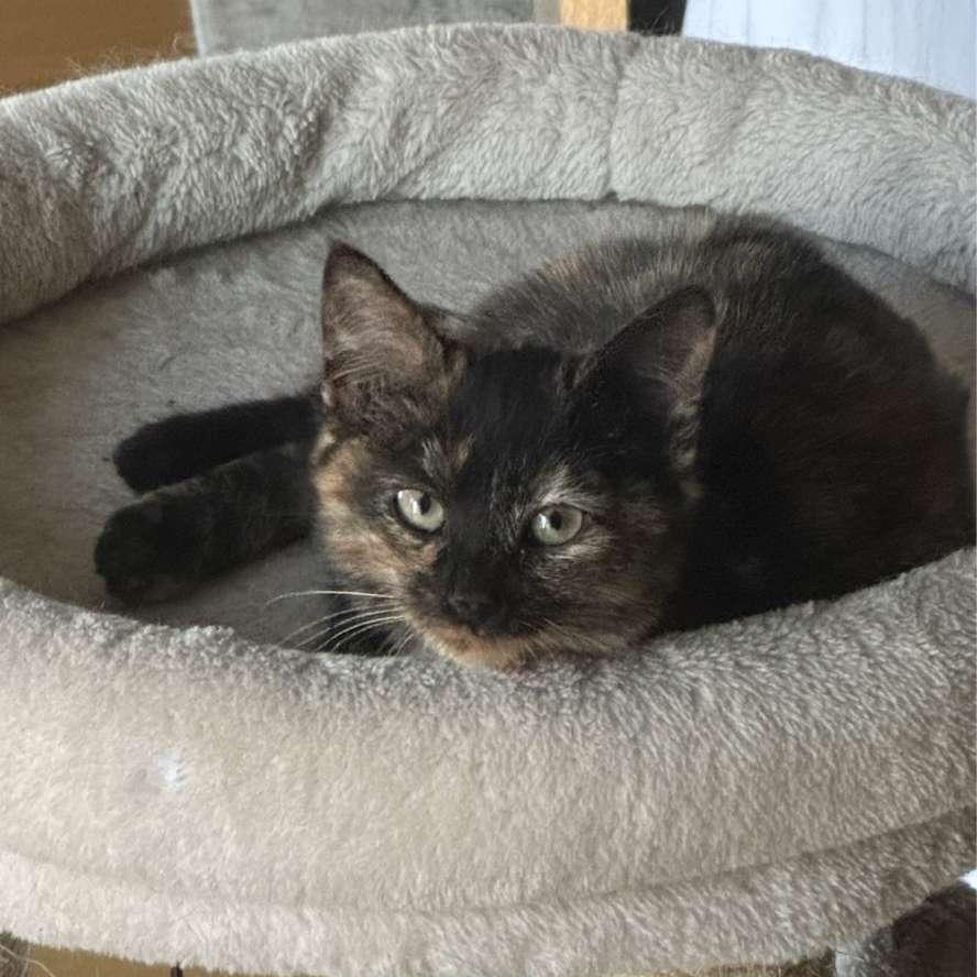 Enlarge Chantilly, a Adoptable Tortoiseshell in Astoria, NY image 3/6