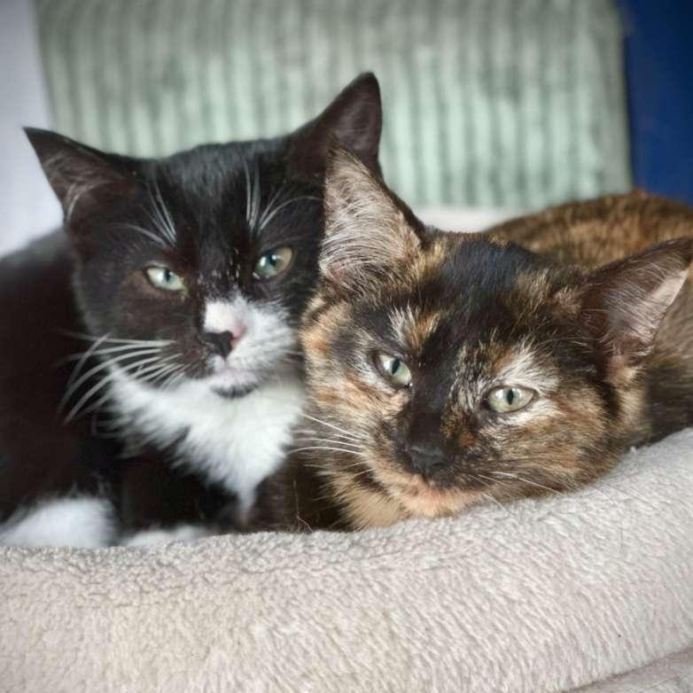 Enlarge Chantilly, a Adoptable Tortoiseshell in Astoria, NY image 4/6