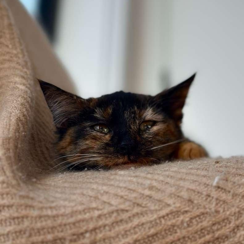 Enlarge Chantilly, a Adoptable Tortoiseshell in Astoria, NY image 5/6