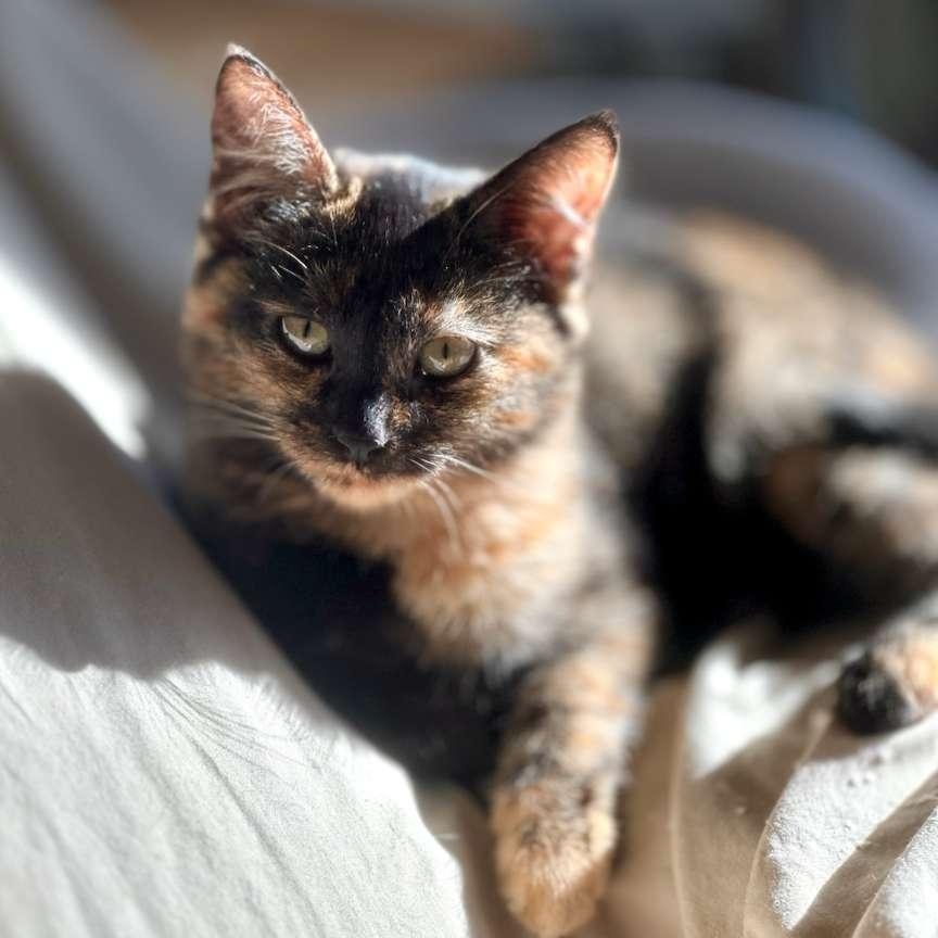 Enlarge Chantilly, a Adoptable Tortoiseshell in Astoria, NY image 6/6