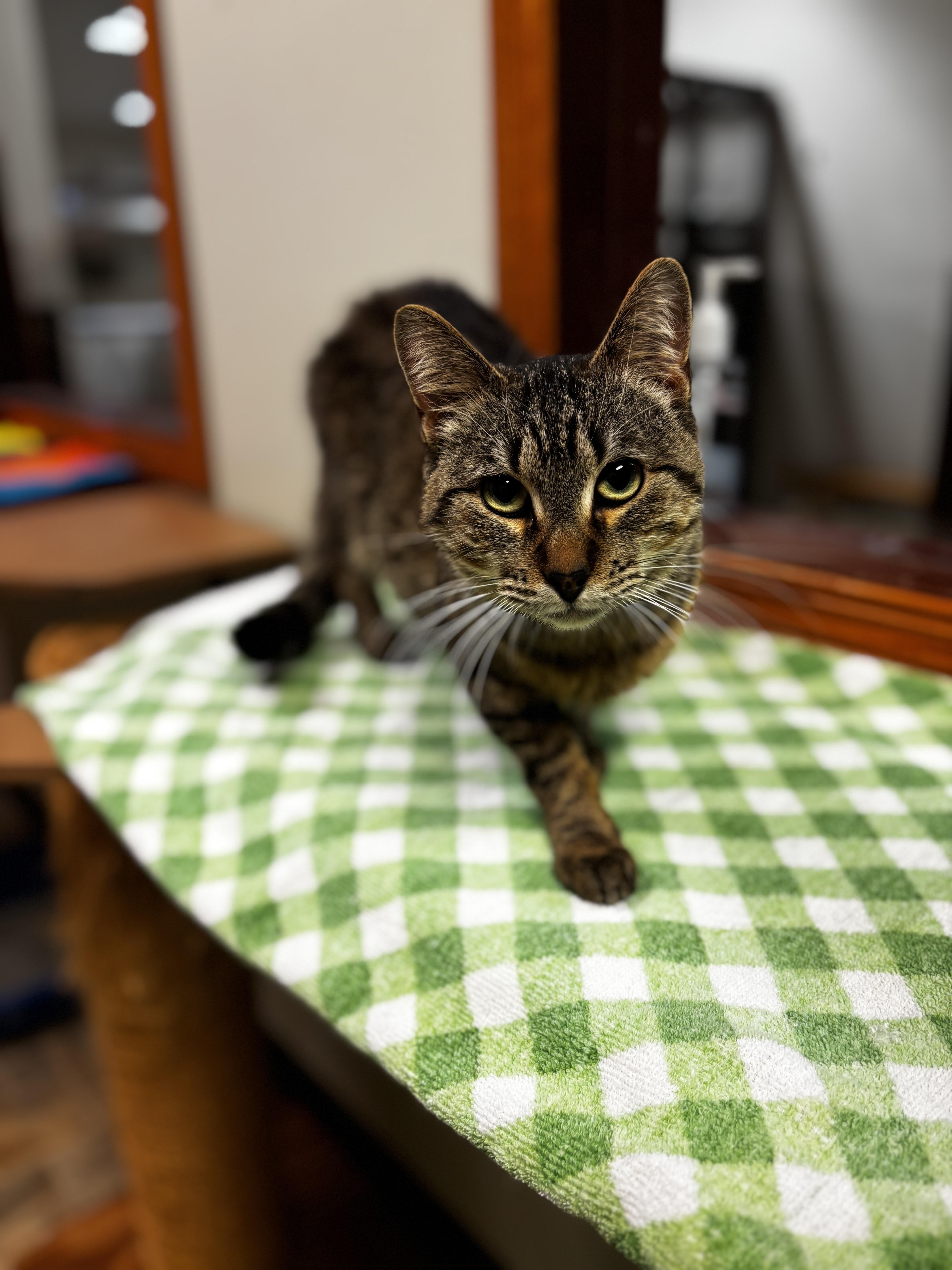 Enlarge Game Boy, a ADOPTABLE Domestic Short Hair in Dodgeville, WI image 1/1