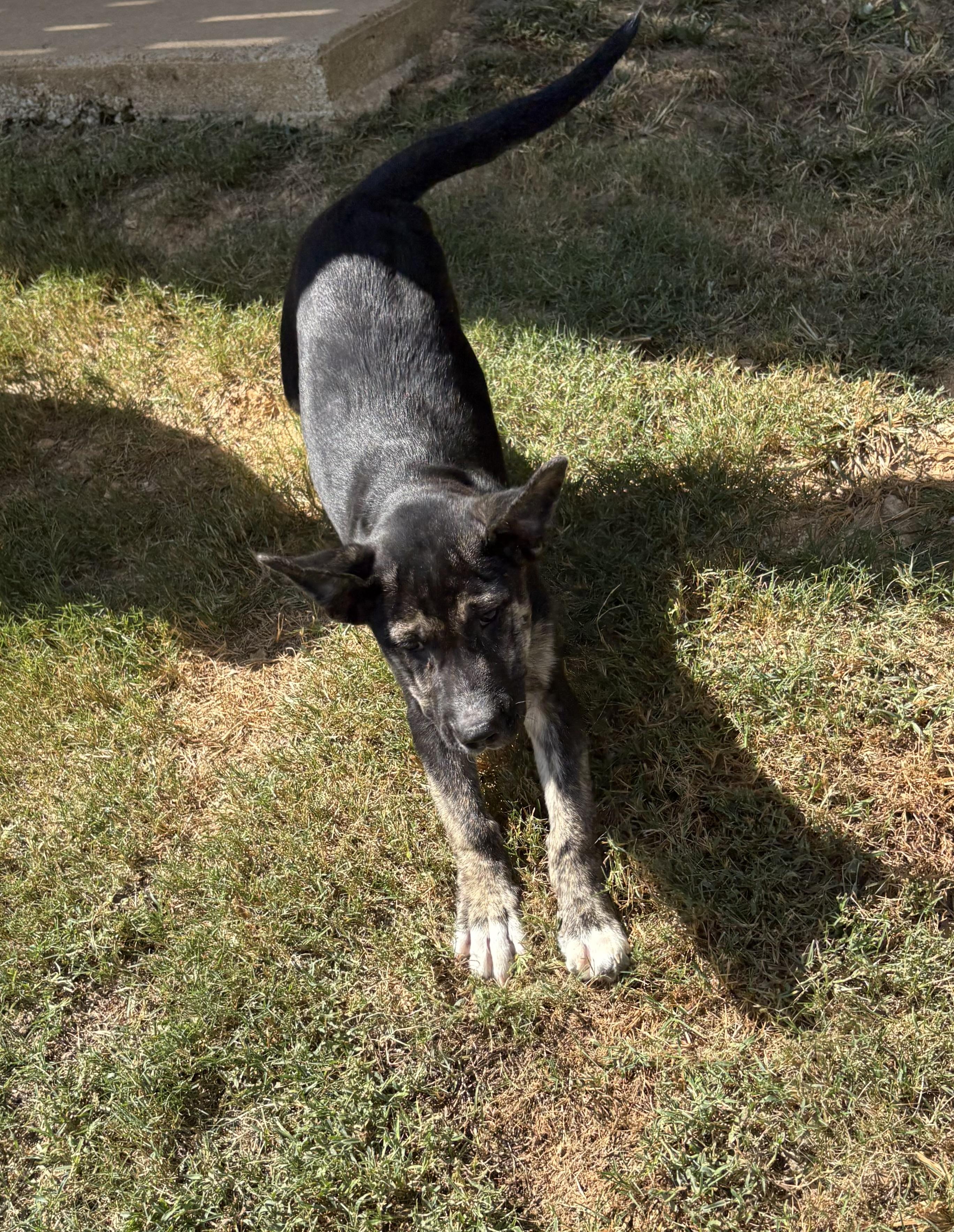 Enlarge Dean, a Adoptable mixed breed in Ooltewah, TN image 4/6