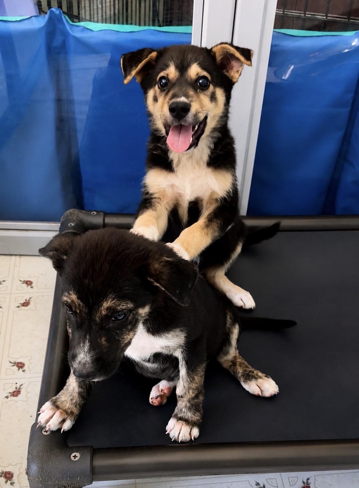 Dean, a ADOPTABLE mixed breed in Ooltewah, TN image 2/6