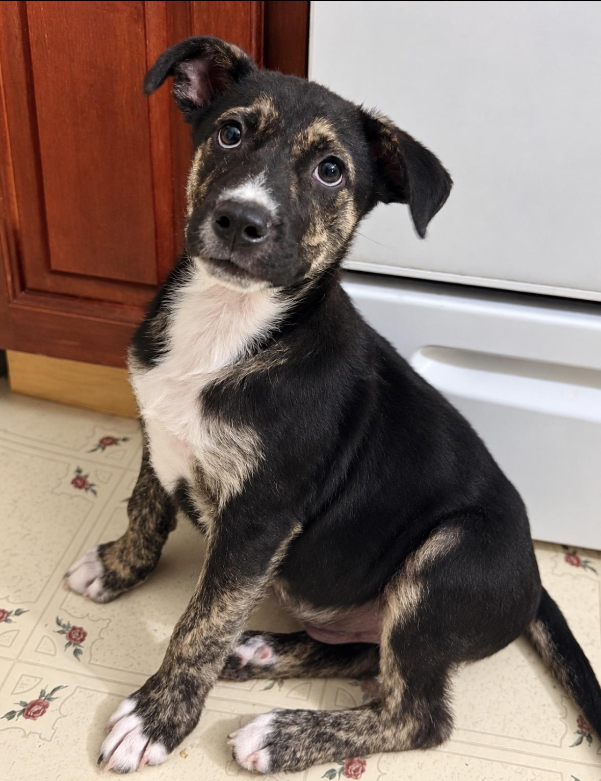 Enlarge Dean, a Adoptable mixed breed in Ooltewah, TN image 3/6