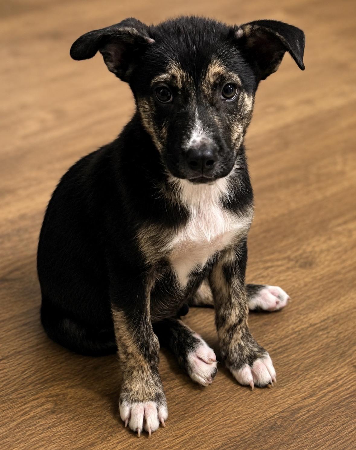 Dean, ADOPTABLE, Puppy Male German Shepherd Dog & Mountain Cur.