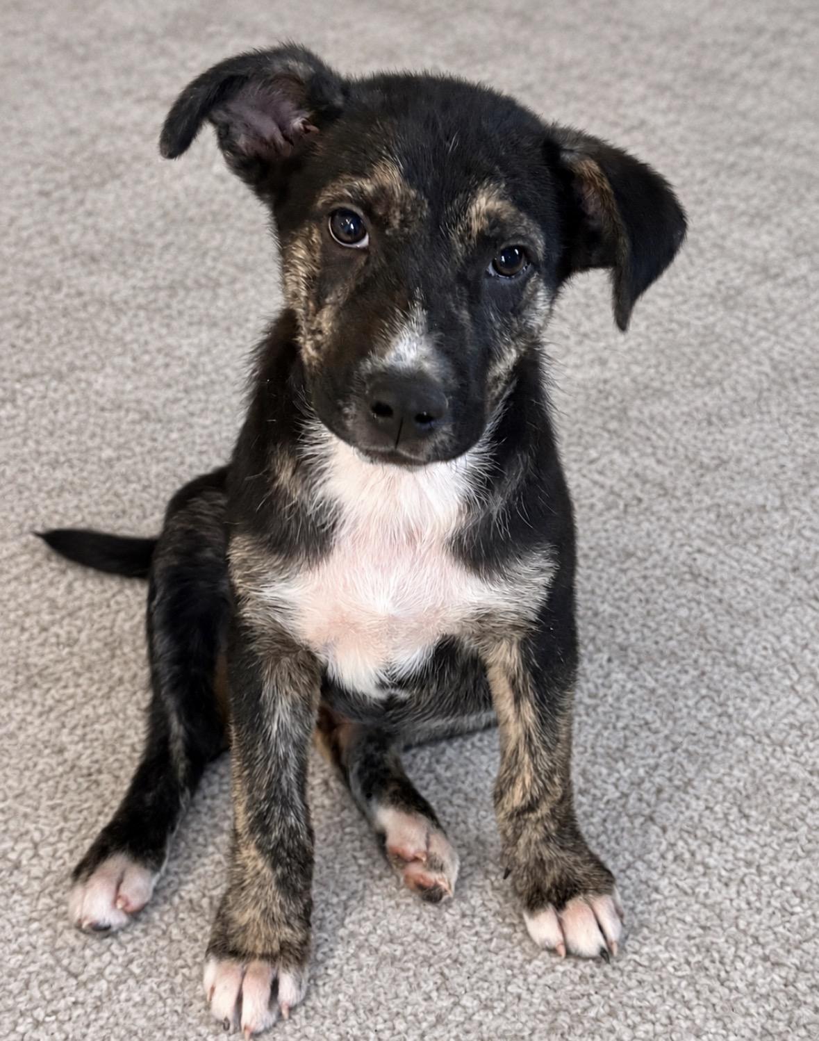 Enlarge Dean, a Adoptable mixed breed in Ooltewah, TN image 2/6