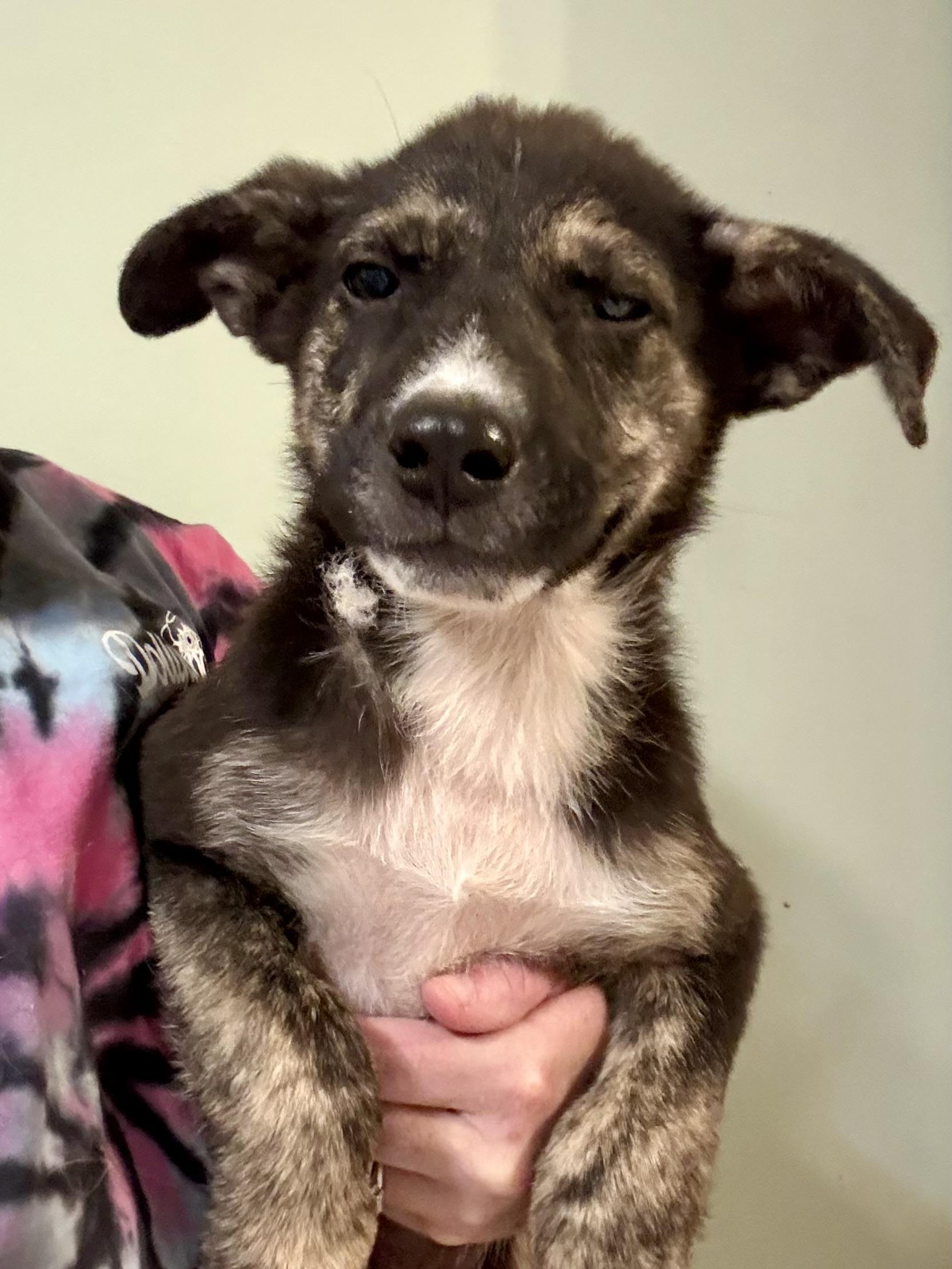 Dean, a ADOPTABLE mixed breed in Ooltewah, TN image 4/6