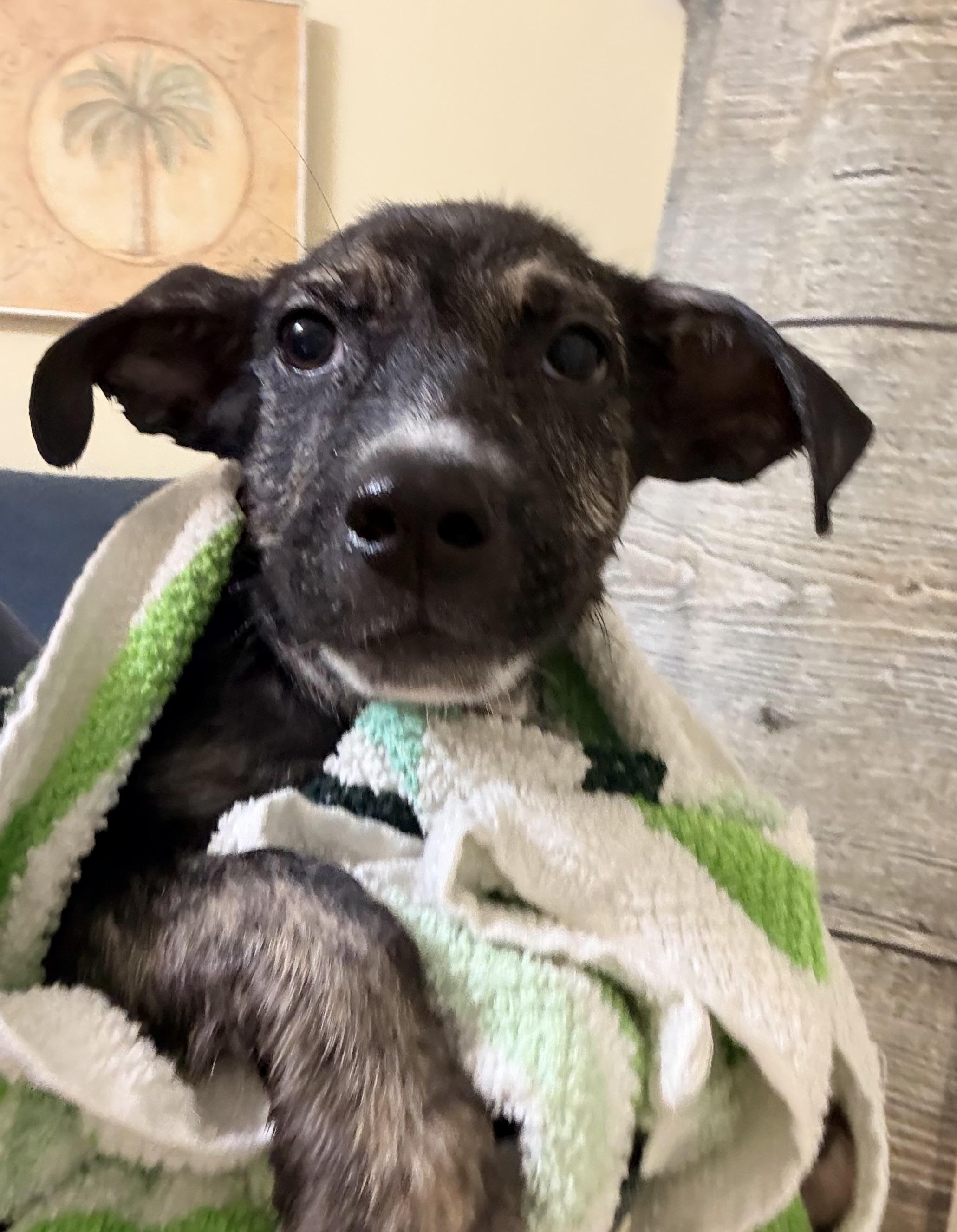 Dean, a ADOPTABLE mixed breed in Ooltewah, TN image 3/6