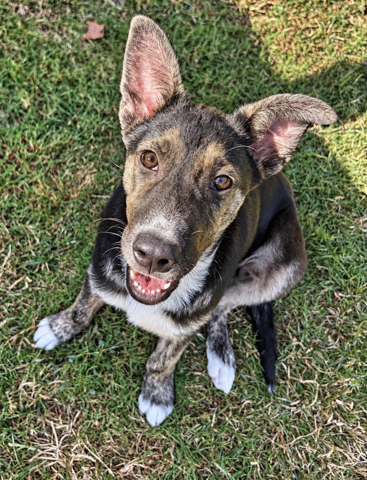 Enlarge Dean, a Adoptable mixed breed in Ooltewah, TN image 1/6