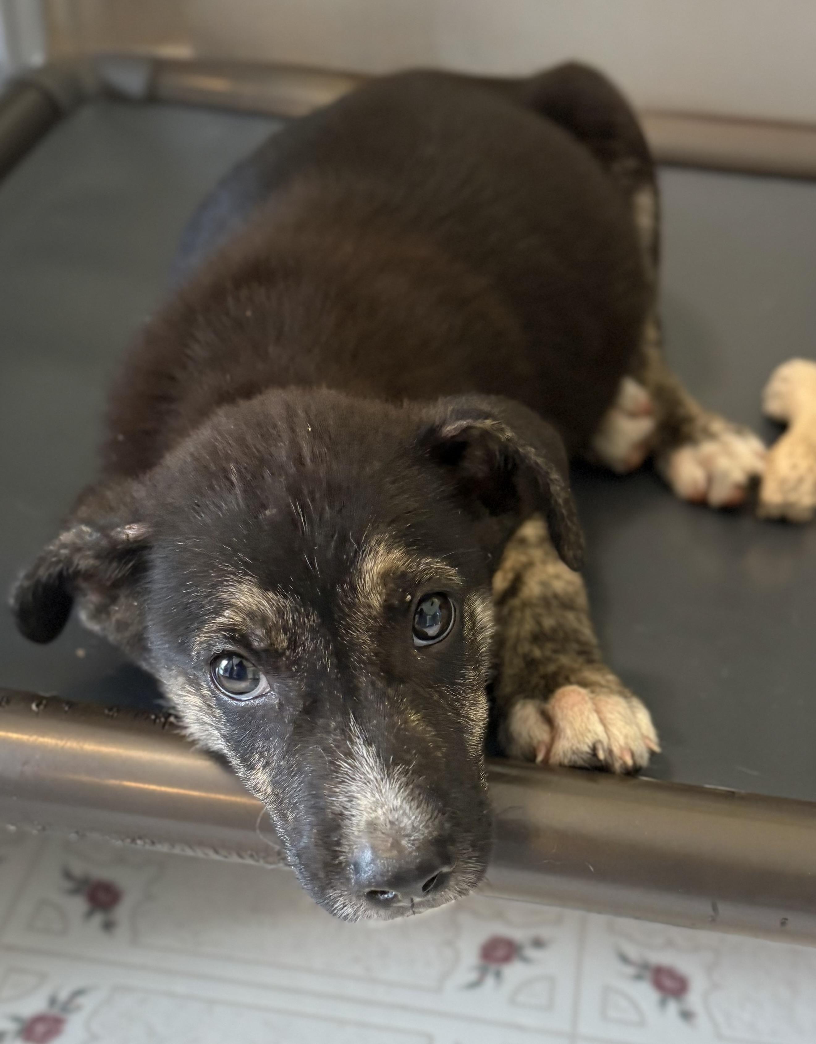 Dean, a ADOPTABLE mixed breed in Ooltewah, TN image 5/6