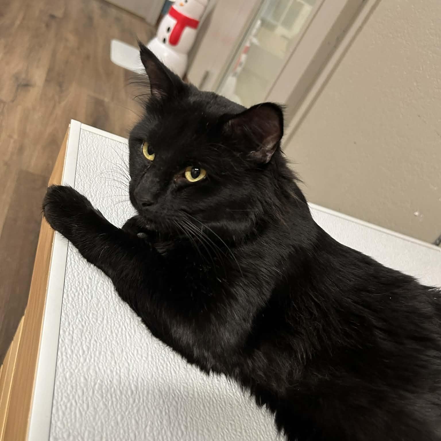 Taco Supreme, a ADOPTABLE mixed breed image 1/6