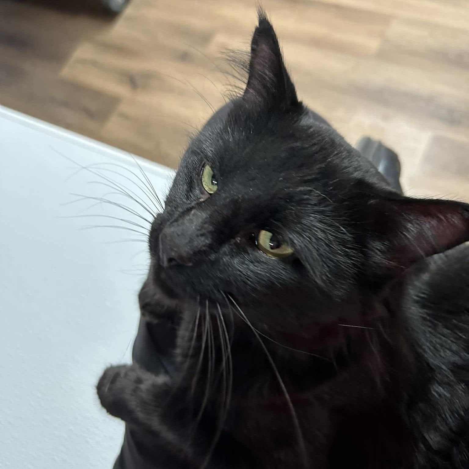 Taco Supreme, a ADOPTABLE mixed breed image 2/6